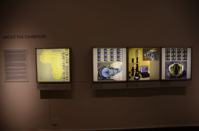 Wasp_exhibition__DSC3392
